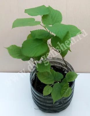 Linnea - 🌼Липа - уникальное растение, богатое полезными элементами и  широко используемое в косметологии и народной медицине. Мы знаем о вкусном  липовом меде 🍯 , знаем, что можно заваривать цветы липы в