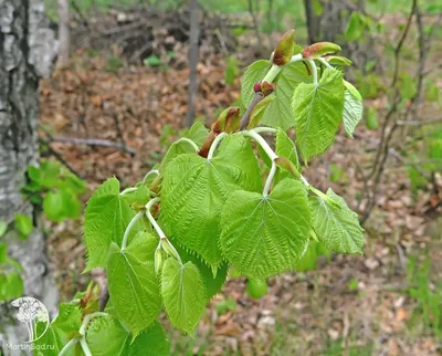 Липа кавказская (Tilia caucasica) саженец, 10 шт. в упаковке в  интернет-магазине VALLES.RU