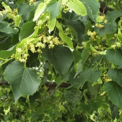 Липа амурская (Tilia amurensis Rupr). Купить липу амурскую: саженцы /  Женьшень