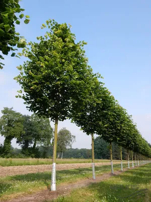 Саженец крупнолистовой липы Tilia platyphyllos C 60/250-300 — цена в  Набережные Челны, купить в интернет-магазине, характеристики и отзывы, фото