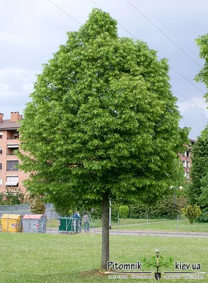 Купить Липа Мелколистная C10/200-250/8 в питомнике в Москве.  Интернет-магазин саженцев Садовый центр № 1