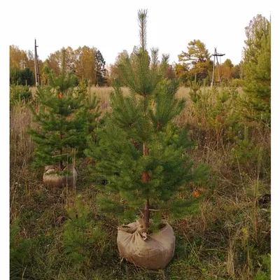 Саженцы, сосна обыкновенная (Pinus sylvestris), Стандарт, 180-220 см.  купить с доставкой по России, в Москву и СПб