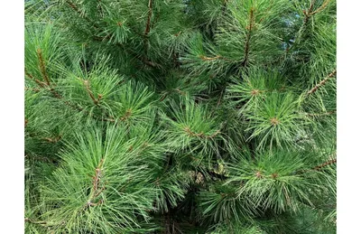 Сосна pinus Ponderosa 30-40 см купить в Минске — Цена с доставкой по  Беларуси