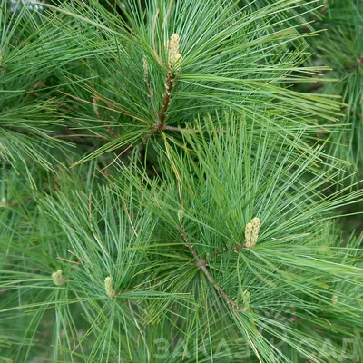 Саженцы Сосны Жёлтой (Орегонской) (Pinus ponderosa) Р9 заказать по почте в  питомнике DREVO •1051186283