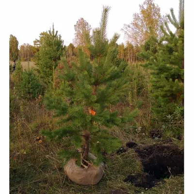 Саратовцам бесплатно раздадут саженцы сосны для озеленения города | Новости  Саратова и области — Информационное агентство \"Взгляд-инфо\"