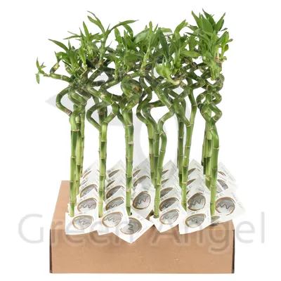 Бамбук Лаки (Lucky Bamboo) Dracaena Sanderiana