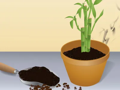 Lucky Bamboo – Дерево счастья – китайский бамбук | Газета «Вести» онлайн