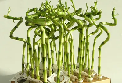 Бамбук /Dracaena Lucky Bamboo/