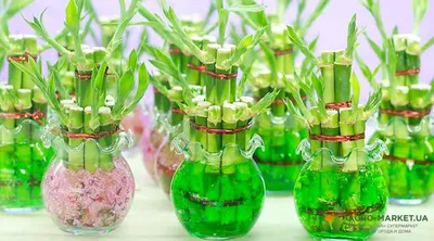 https://novokuznetsk.leroymerlin.ru/product/bambuk-laki-pryamoy-3x40-sm-13943972/