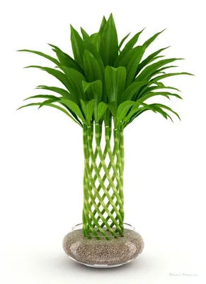 Счастливый бамбук 3D Модель $39 - .3ds .obj .max .ma .c4d - Free3D