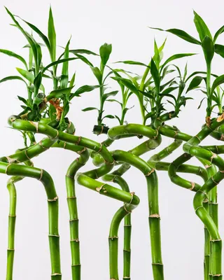 Бамбук /Dracaena Lucky Bamboo/