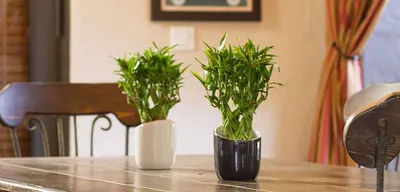 Бамбук Лаки (Lucky Bamboo) Dracaena Sanderiana
