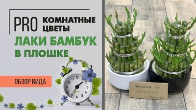 Бамбук в вазе, артикул: 333085044, с доставкой в город Москва (внутри МКАД)