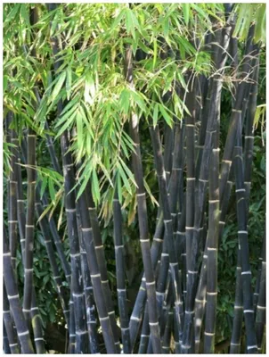 Семена Бамбук чёрный (Phyllostachys Nigra), 20 штук — купить в  интернет-магазине по низкой цене на Яндекс Маркете