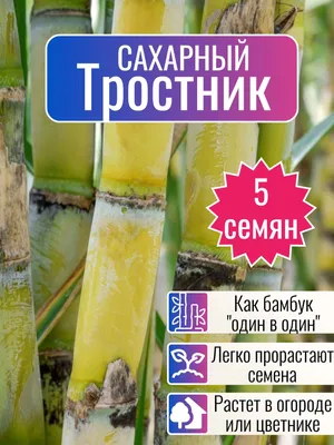 XSeedS тростник - купить по выгодным ценам в интернет-магазине OZON  (1052578698)