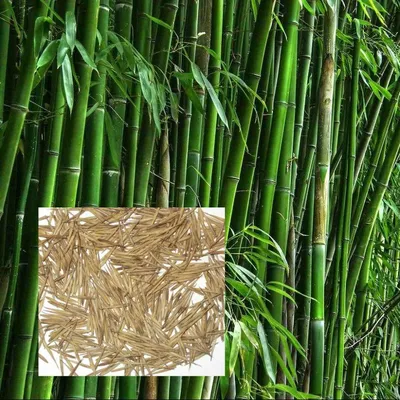 Семена морозостойкого бамбука Мосо 25 шт (Phyllostachys Edulis Moso) 2: 75  грн. - Сад / Огород Пісківка на Bazarok.ua