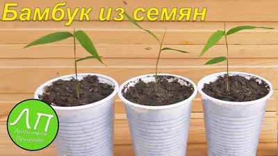 У меня получилось вырастить бамбук из семян 🌱 - YouTube