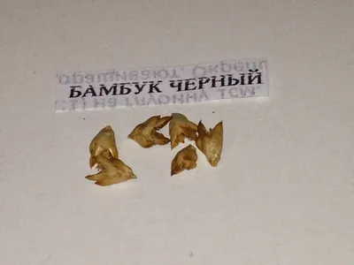 Экзотический сад дома: Весна. Новые семена