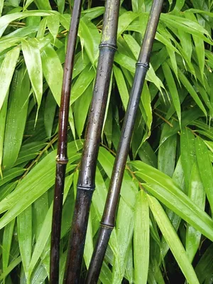 Семена Бамбук чёрный (Phyllostachys Nigra), 20 штук | AliExpress