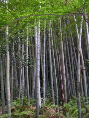 Купить SAFLAX - Бамбук мосо - семена 20 - Phyllostachys pubescens | Joom