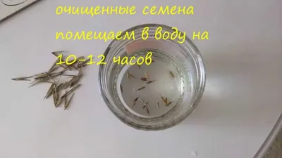 Bamboo Moso seeds. Семена бамбука Мосо. - YouTube