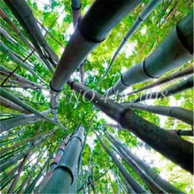 Phyllostachys nigra - Бамбук черный - купить семена на Tropics Seeds.