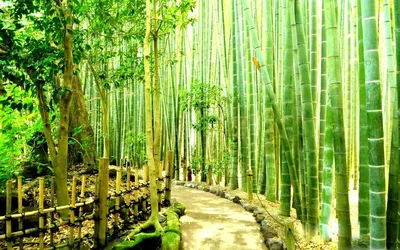 100 Шт. Семена Бамбука Phyllostachys Pubescens Редкий Гигантский Бамбук  Bonsai Bambusa Lako Tree Home Garden Plant For Flower Pot Flanters3215305  От 1 227 руб. | DHgate
