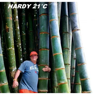 Семена Бамбук гигантский (Phyllostachys pubescens) - Цена: €2.15