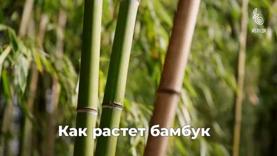 Год назад посадил семена бамбука с алиэкспесс | Пикабу