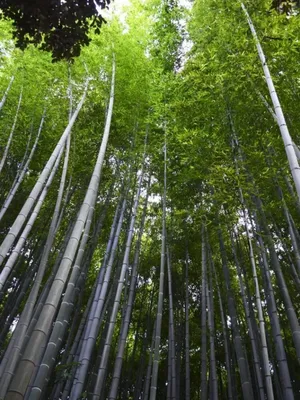 100 Шт. Семена Бамбука Phyllostachys Pubescens Редкий Гигантский Бамбук  Bonsai Bambusa Lako Tree Home Garden Plant For Flower Pot Flanters3215305  От 1 227 руб. | DHgate