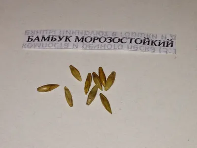 Семена бамбука стоковое изображение. изображение насчитывающей коммерция -  157003161