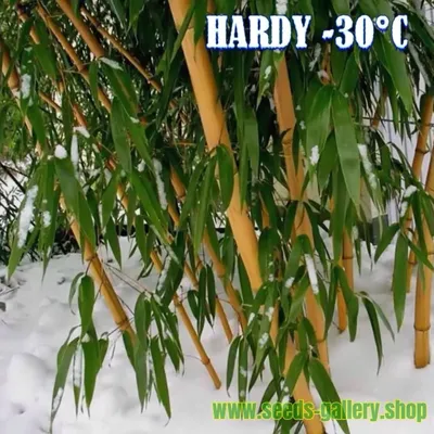 Купить семена Бамбук листоколосник золотистожелобчатый. Phyllostachys  aureosulcata. | Семена и саженцы Анатолия Орлова