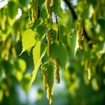 Blossoming бутоны березы, семена березы Стоковое Изображение - изображение  насчитывающей свеже, сезон: 116801161