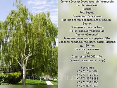Ветка березы,видны прожилки листа с…» — создано в Шедевруме
