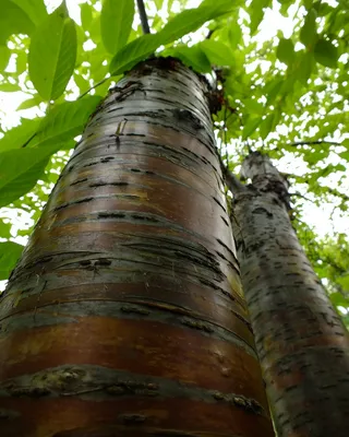 Берёза Плакучая - Береза повислая - Береза бородавчатая (Betula Pendula)  СЕМЕНА 500шт + подарочные семена | AliExpress
