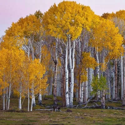 Купить семена Березы полезной по почте 🌲
