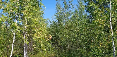 Семя березы (67 фото) »