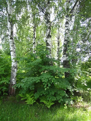 Берёза — Википедия