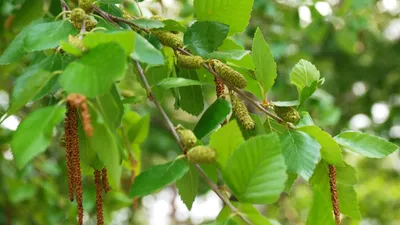 Купить семена Береза карельская по почте 🌲