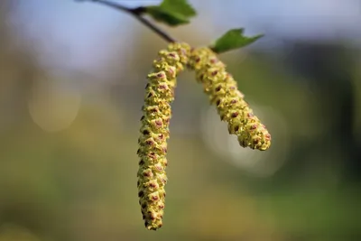Семейство березовые (Betulaceae) | это... Что такое Семейство березовые  (Betulaceae)?