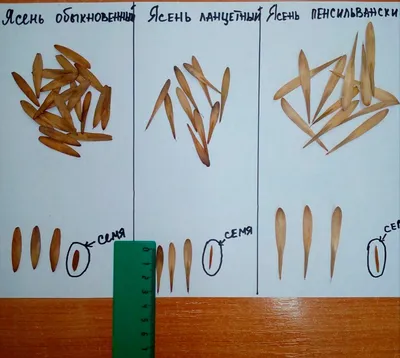 Картинки семян ясеня (19 фото) | Приколист