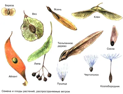 Семена клена и ясеня (73 фото) »