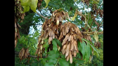 Семена ясеня ланцетного / Fraxinus lanceolata, ТМ OGOROD - 20 семян купить  недорого в интернет-магазине семян OGOROD.ua