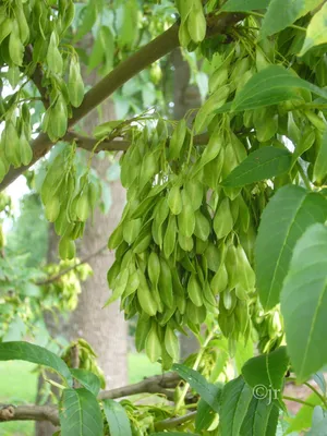 семена ясеня или европейского ясеня или обычного ясеня Fraxinus Excelsior  Стоковое Изображение - изображение насчитывающей эксцельсиор, снаружи:  221849185