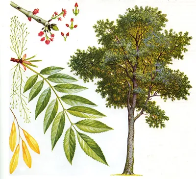 Fraxinus excelsior - Ясень обыкновенный | Mustila