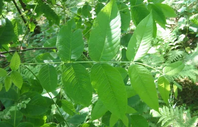 Семена ясеня обыкновенного / Fraxinus excelsior, ТМ OGOROD - 30 семян  купить недорого в интернет-магазине семян OGOROD.ua