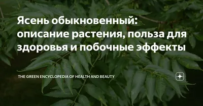 🌿Ясень пенсильванский от нашего обыкновенного ясеня отличается более  широкими листочками непарноперистого листа, к тому.. | ВКонтакте