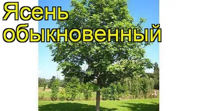 Ясень обыкновенный (Fraxinus excelsior) | Ракита. Питомник растений