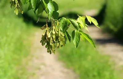 Fraxinus excelsior - Ясень обыкновенный | Mustila