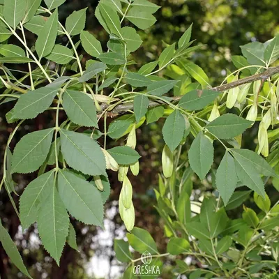 семена ясеня или европейского ясеня или обычного ясеня Fraxinus Excelsior  Стоковое Изображение - изображение насчитывающей эксцельсиор, снаружи:  221849185